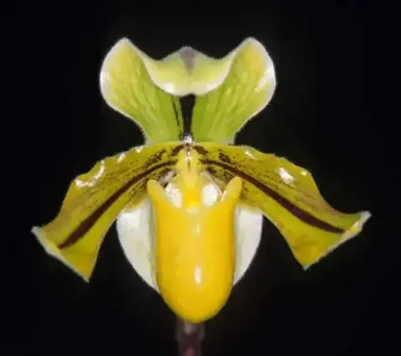 Paphiopedilum druryi