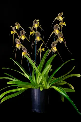 Paphiopedilum Saint Swithin